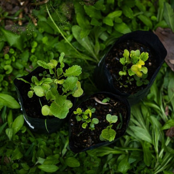 A couple of plants that are sitting in the grass